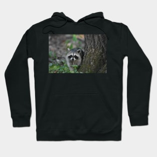 Baby Raccoon Hoodie